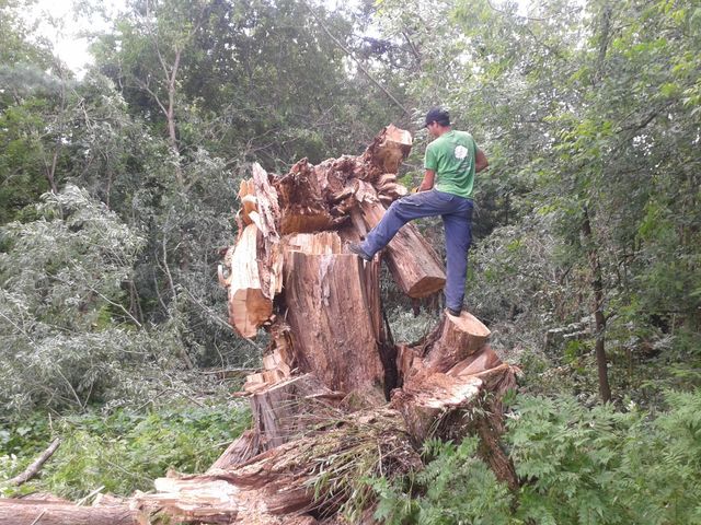 Martineau Abattage d'Arbres photo 7