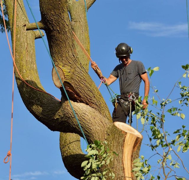 Martineau Abattage d'Arbres photo 6
