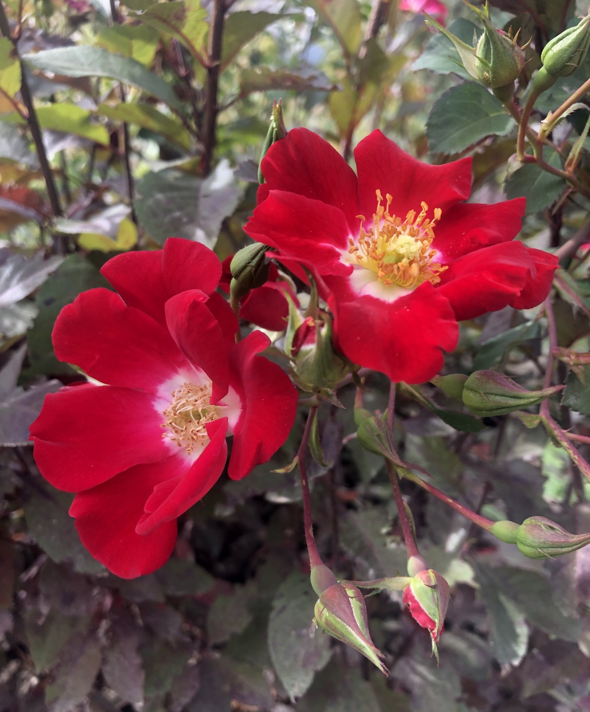 Rose — photo by Abigail M. Garton — Montrose, CO — San Juan Gardens