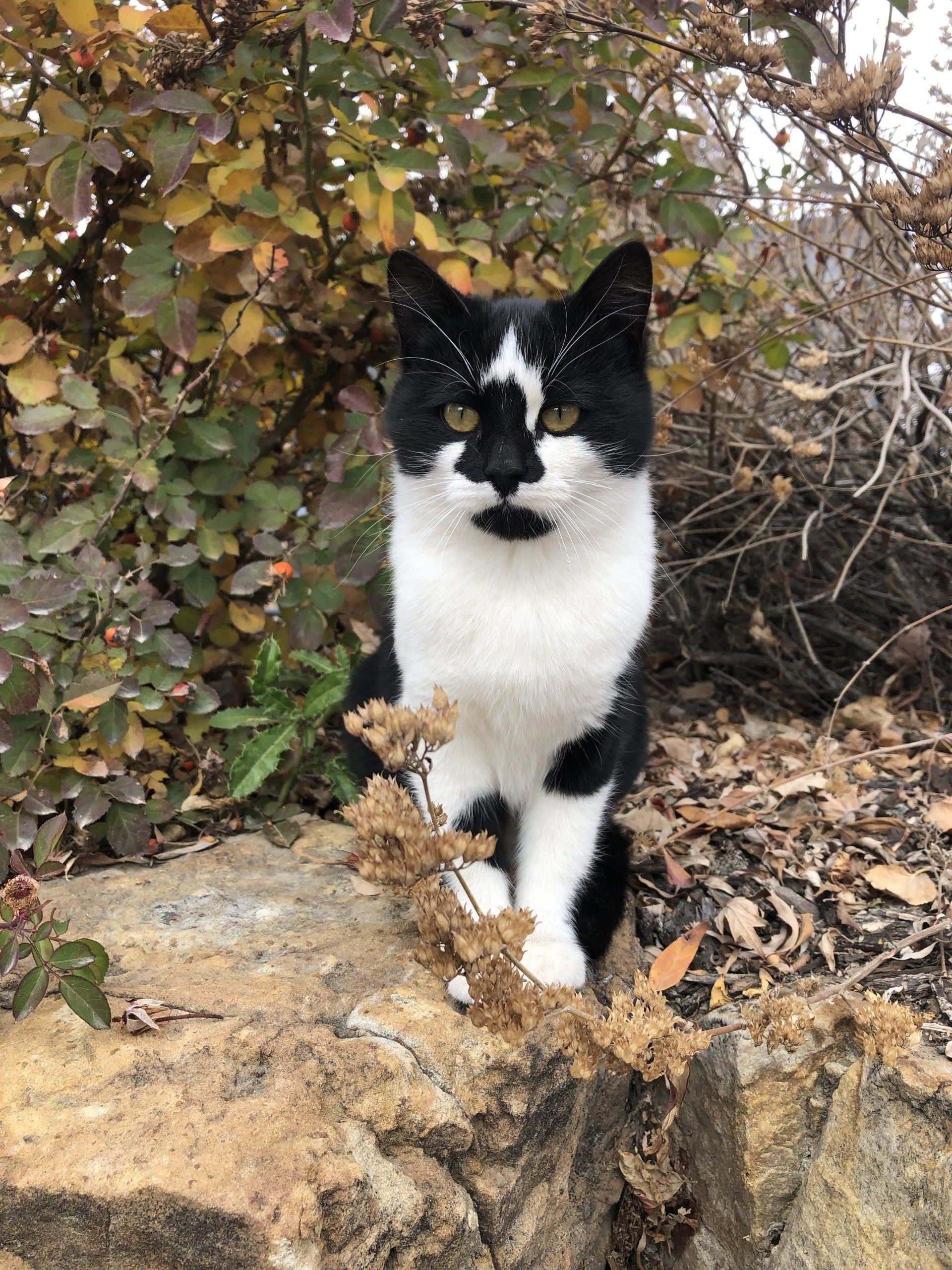 Tuxedo Cat - photo by Abigail M Garton
