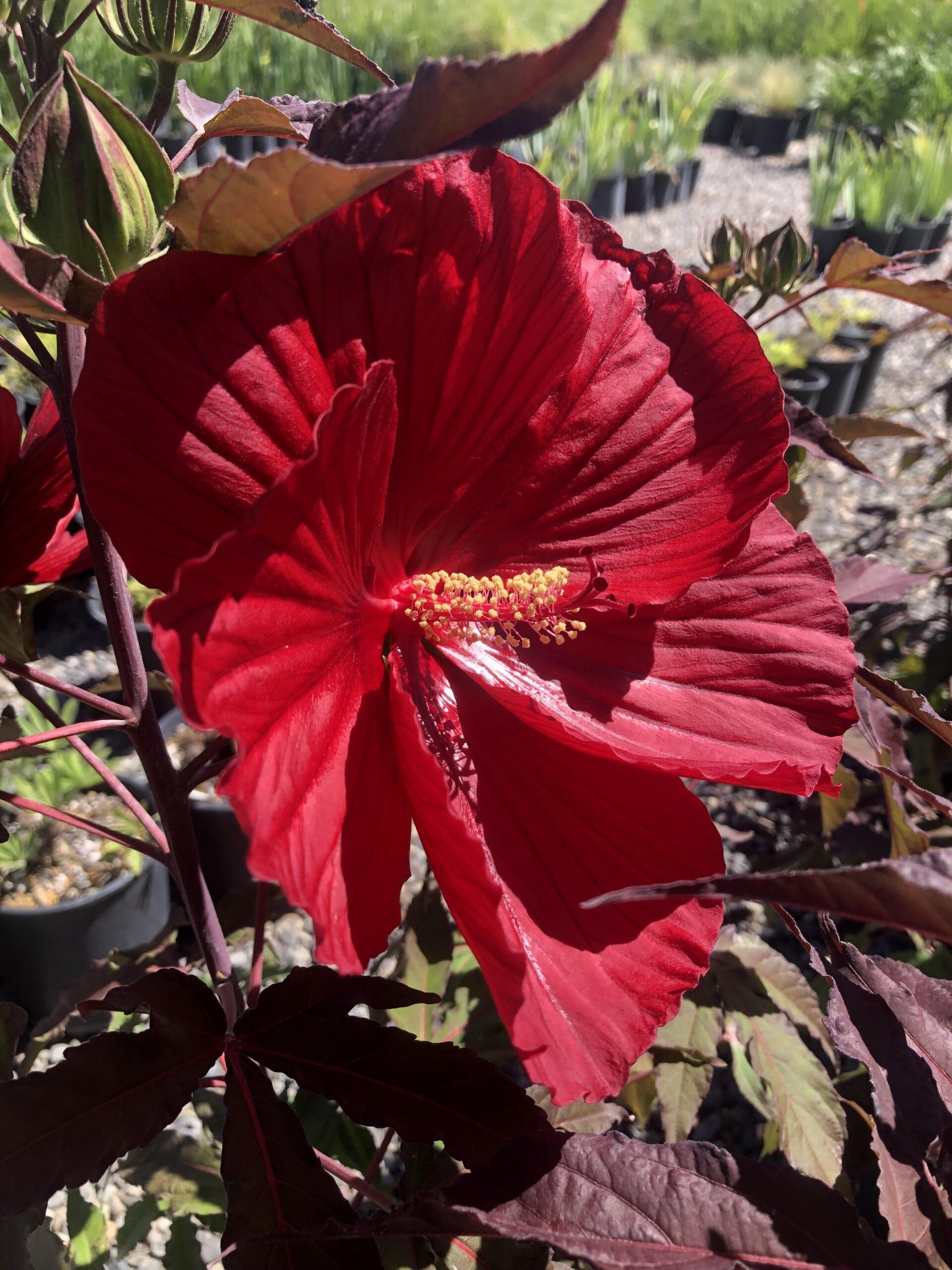 Hibiscus — photo by Abigail M. Garton — Montrose, CO — San Juan Gardens