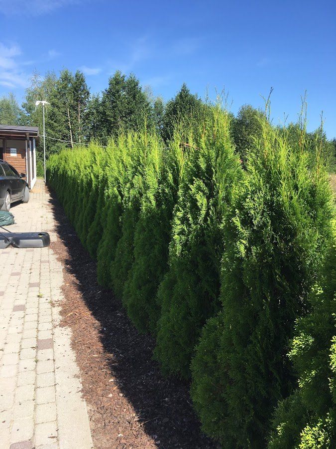 Dzīvžogu ierīkošana un veidošana 8