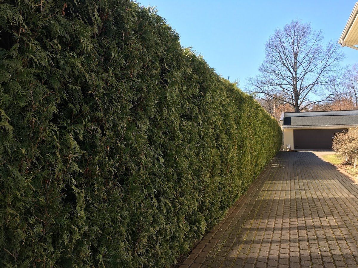 Dzīvžogu ierīkošana un veidošana 9