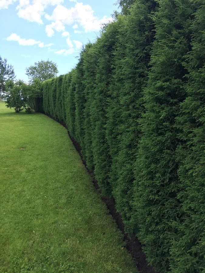 Dzīvžogu ierīkošana un veidošana 10