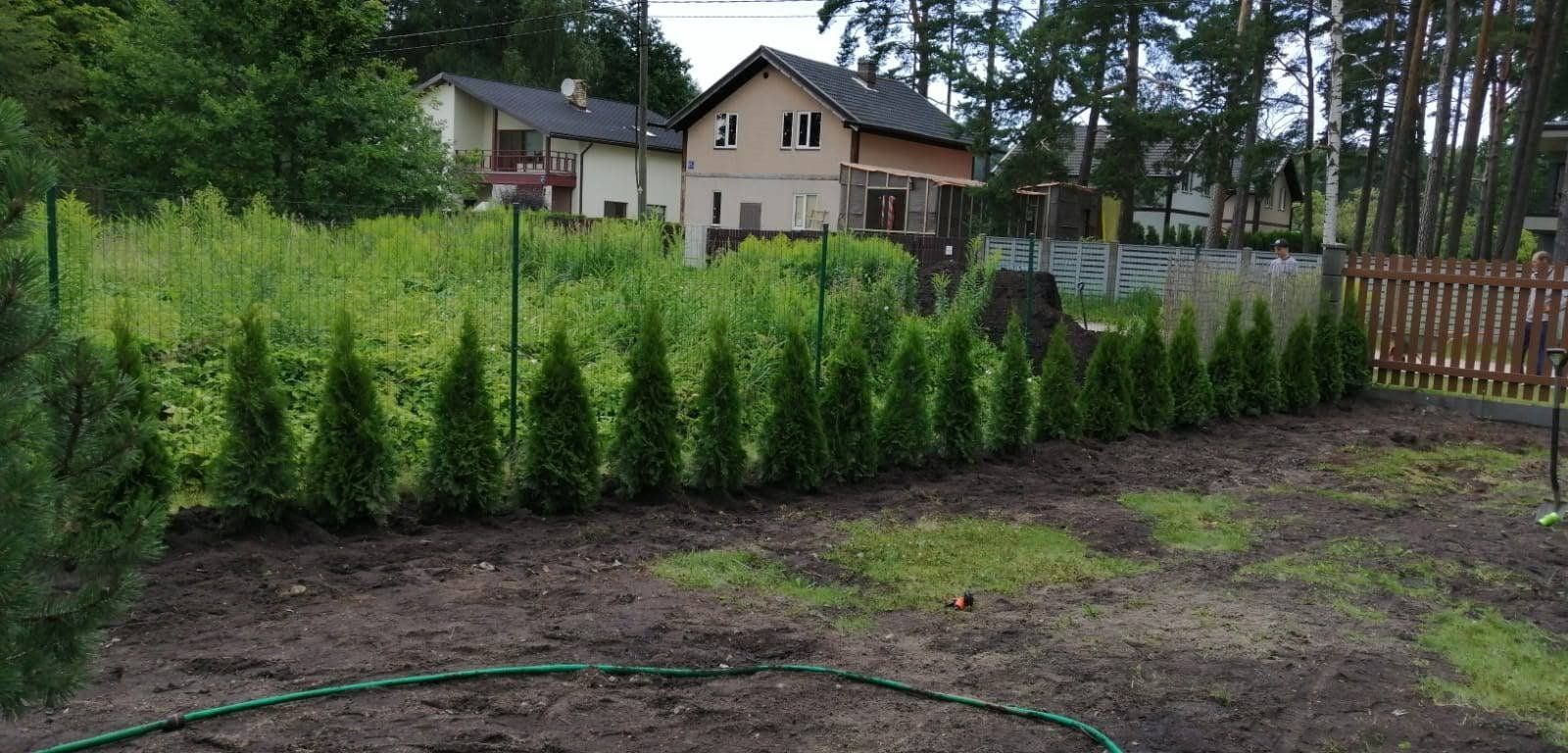 Dzīvžogu ierīkošana un veidošana 2