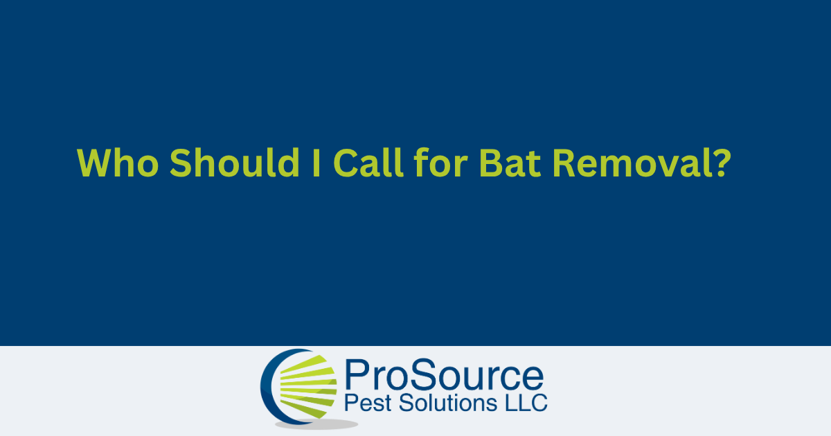 Blog cover for Who Should I Call for Bat Removal?