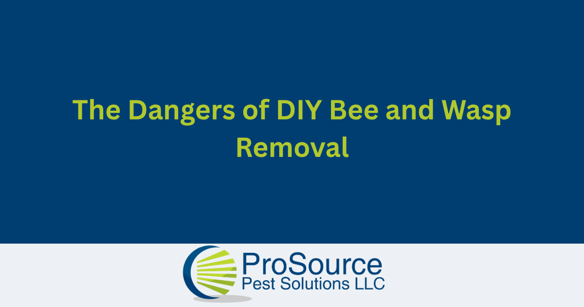 Blog cover for The Dangers of DIY Bee and Wasp Removal