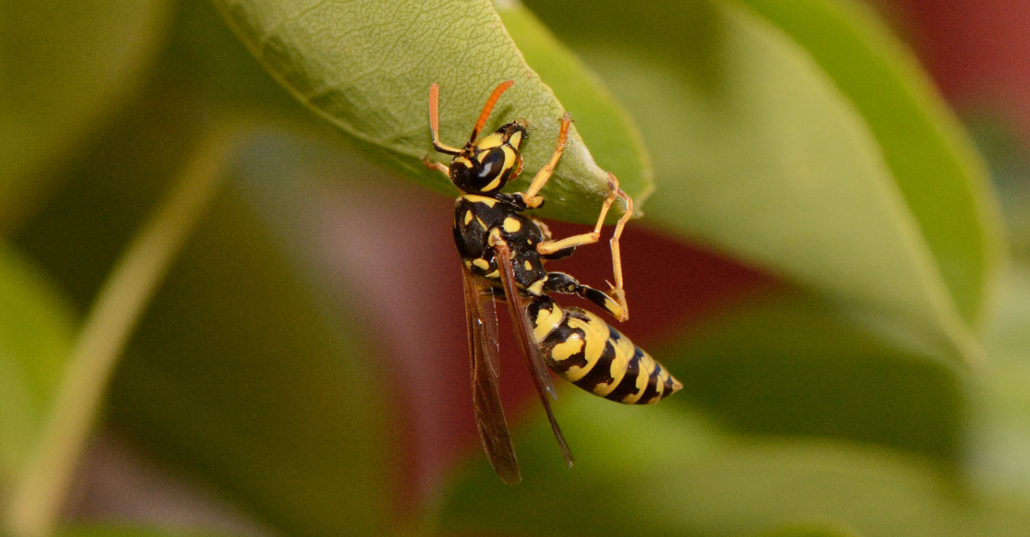 Natural Remedies to Keep Bees and Wasps Away