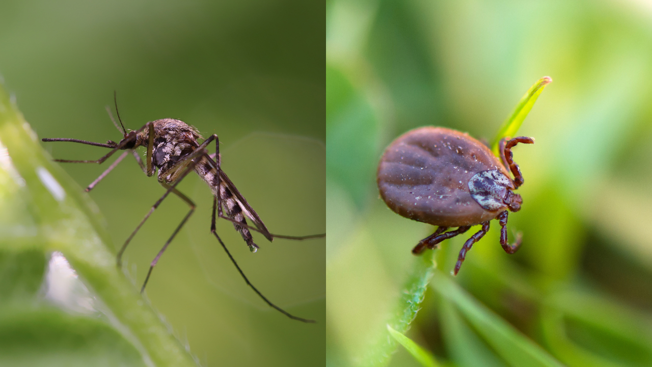 Mosquito and tick on green leaves, close-up macro view