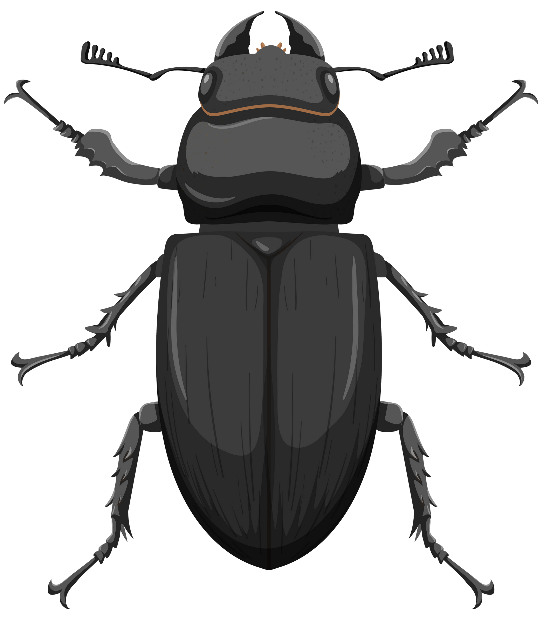 How Beetle Control Works
