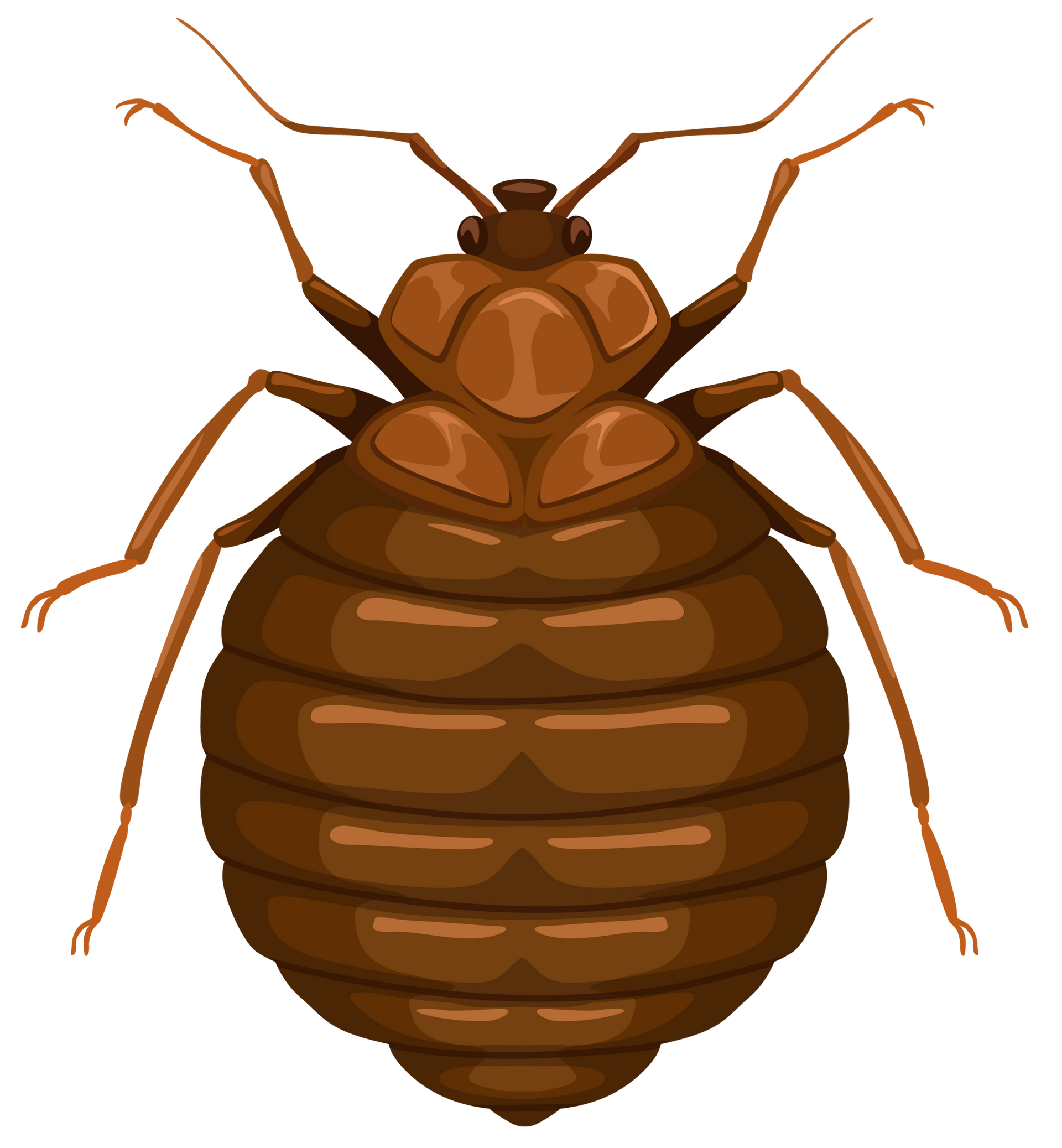 How Bed Bug Control Works