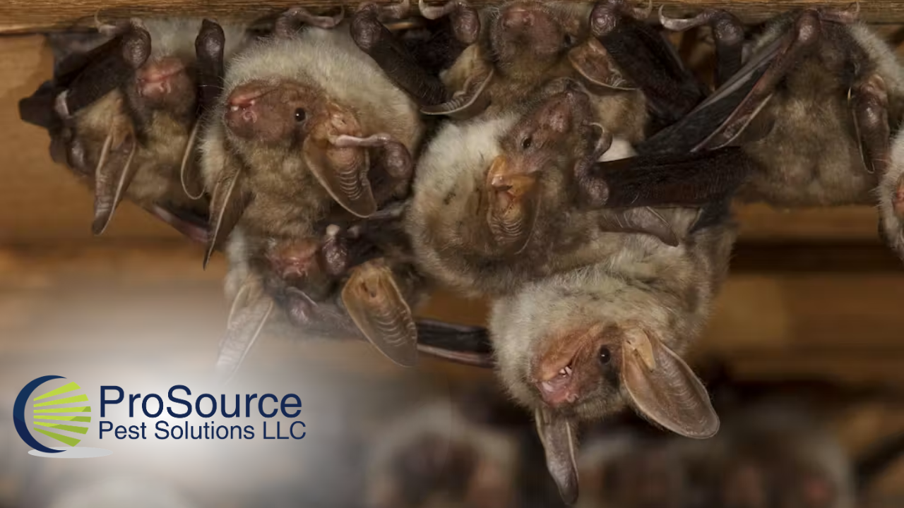 Bats hanging upside down on a wooden beam, with a ProSource Pest Solutions LLC logo in the corner