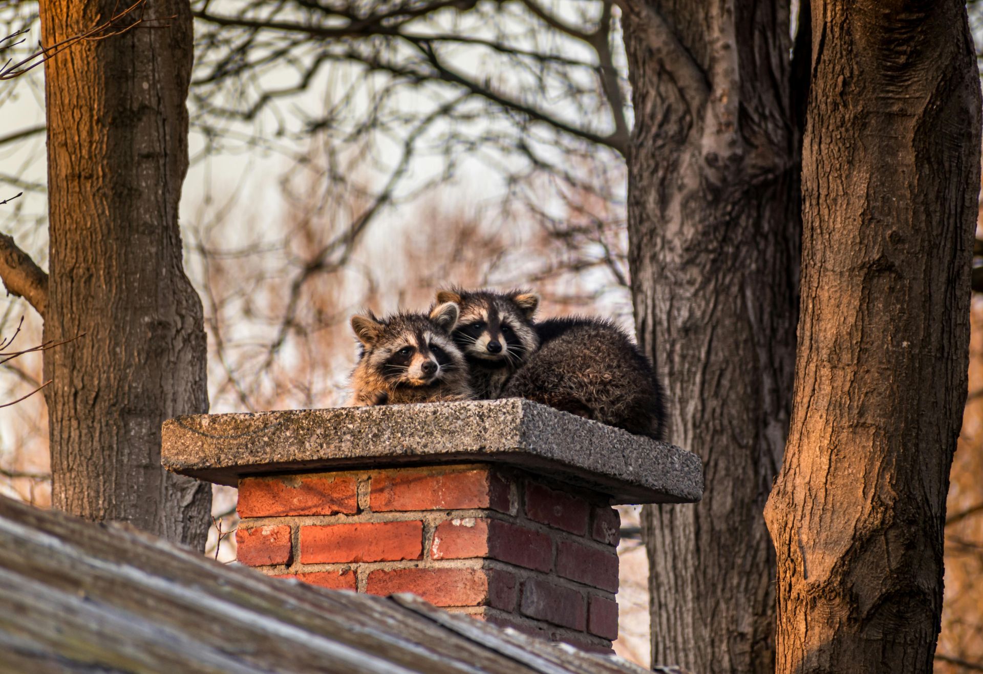 Two raccoons resting on a brick chimney in a leafless wooded area