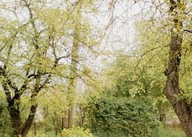 Leafy trees and shrubs in a sunlit forest scene with pale green spring foliage