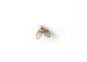 Small beige moth with spread wings on a white background