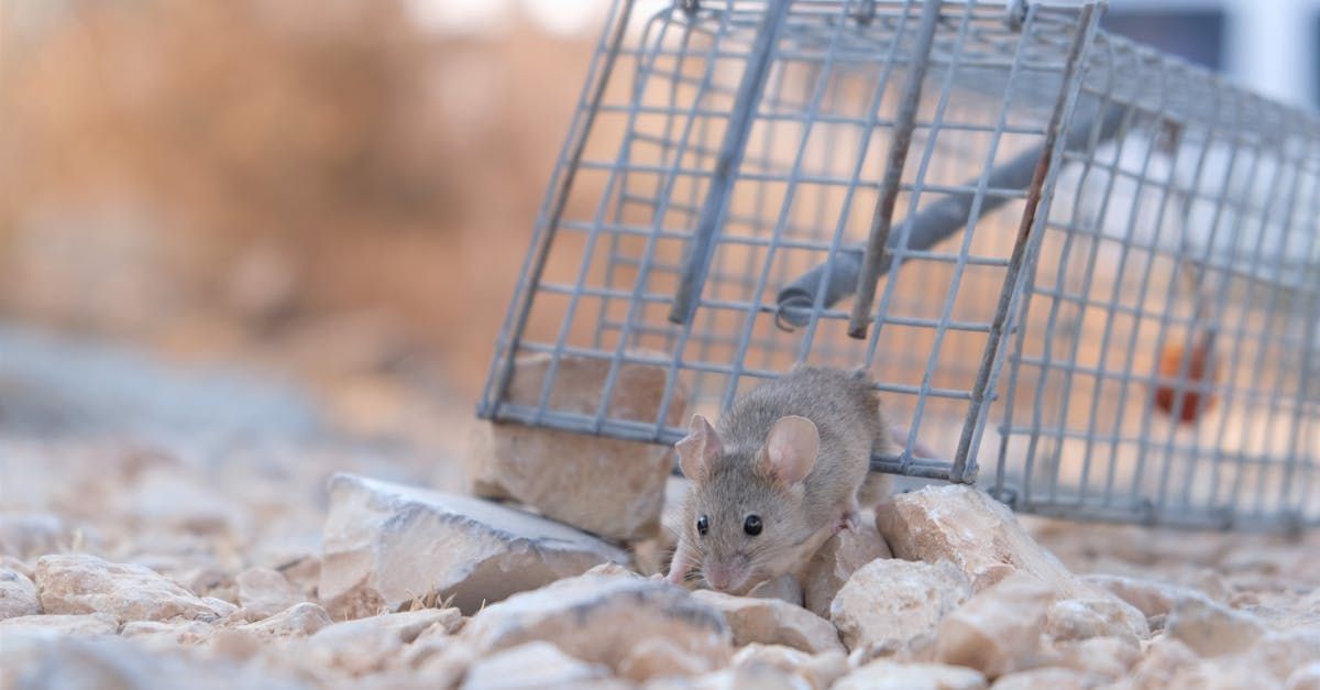 Mouse in front of rodent trap