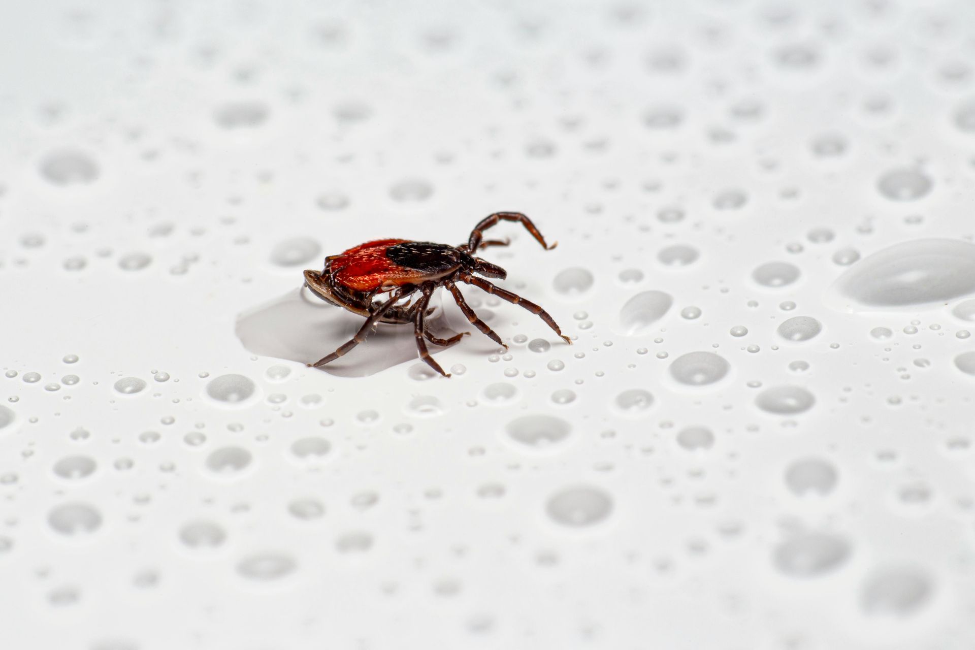 How to Prevent and Remove Ticks: Simple Tips for Staying Safe in CT