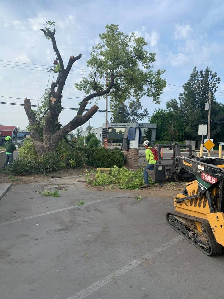 Tree Removal Service — Fresno, CA — Travis Tree Service