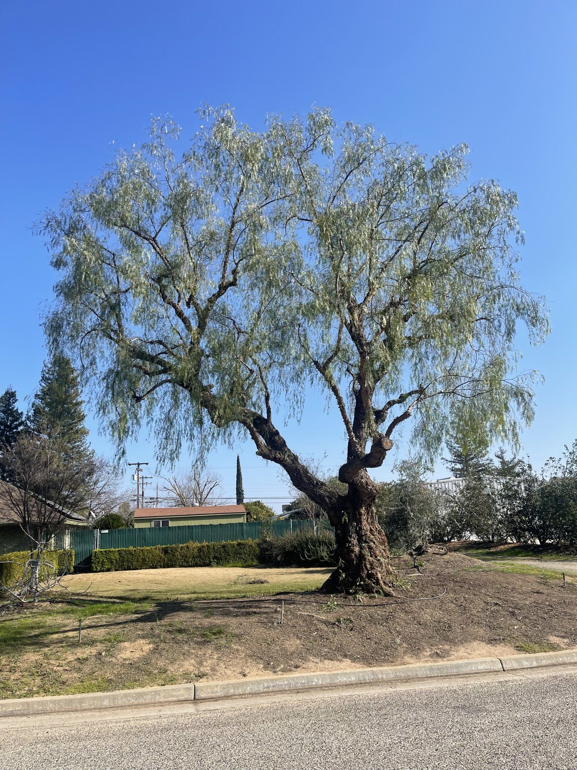 Tree Service Fresno | Fresno Tree Service | Travis Tree Service