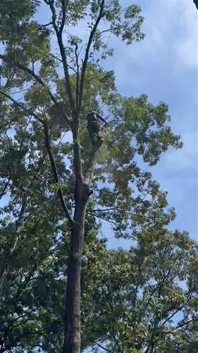 Tree cutting 3