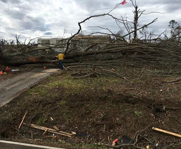 Excavator uprooting trees on land in countryside. Bulldozer clearing land from old trees, roots and branches with dirt and trash. Backhoe machinery. Yard work