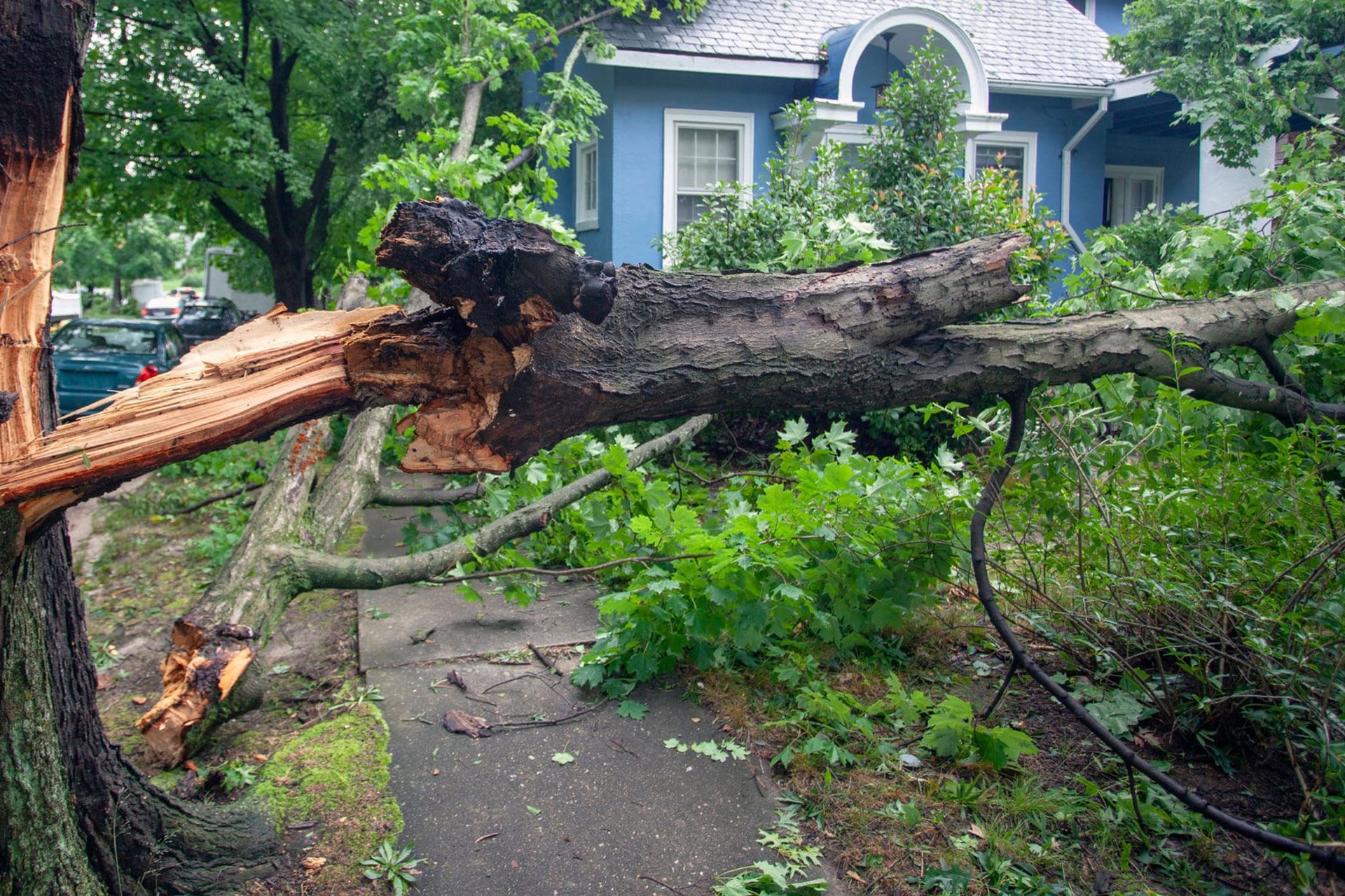 Fallen tree hurricane tornado storm devastation.