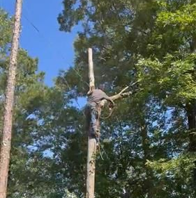 Man in safety harnesses and helmet cuts down large tree sections with chainsaw