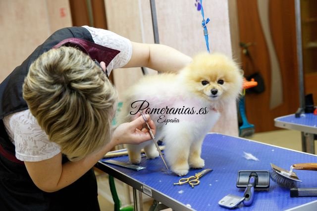 Alopecia x pomeranian treatment best sale