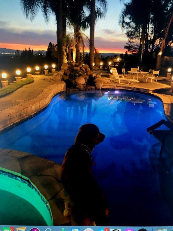 A dog sits at the edge of a backyard pool at twilight, illuminated by landscape lights beneath a vibrant sunset sky.