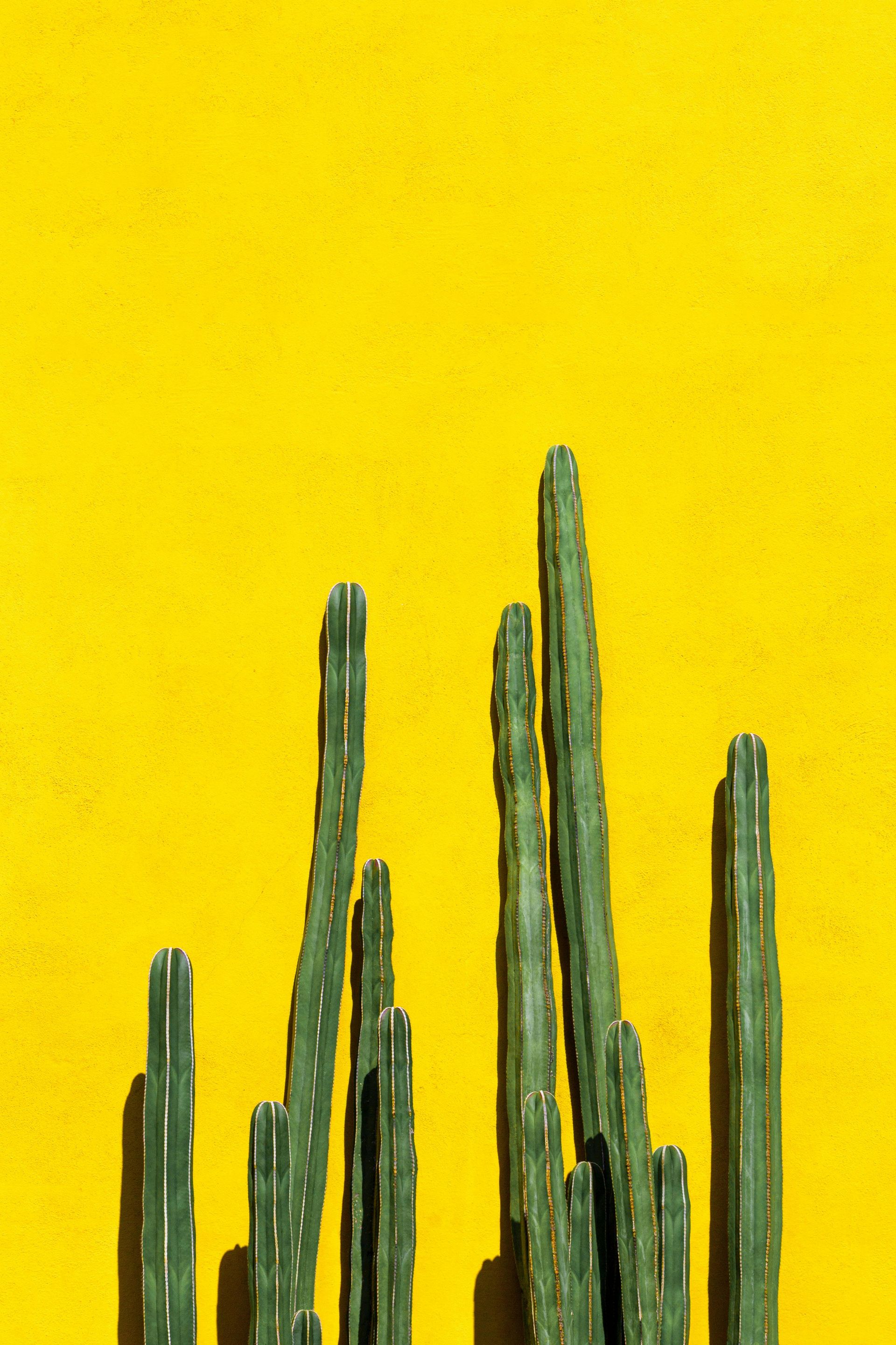 cactus photo Patrick Lowie