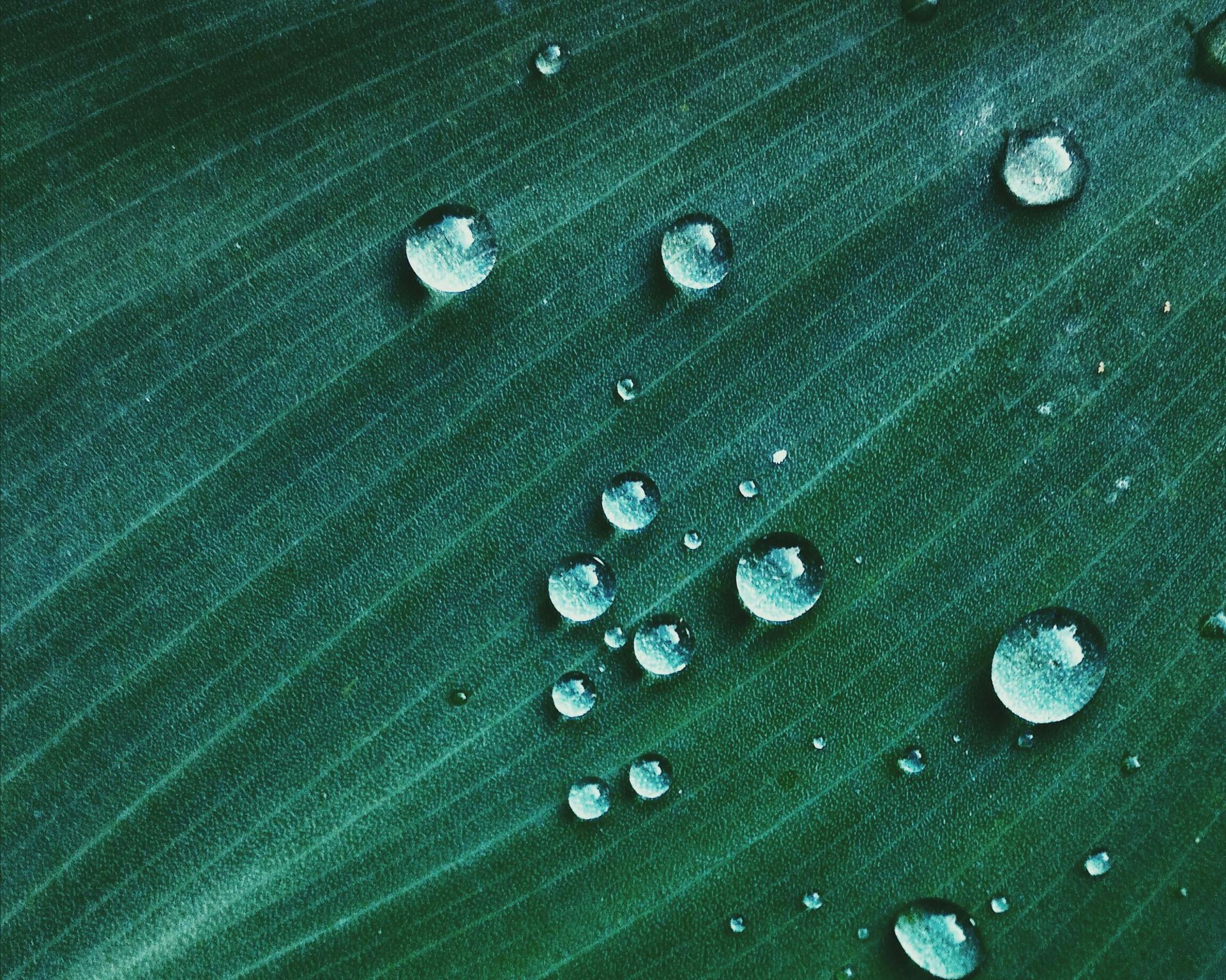 Close-up of green leaf with water droplets.