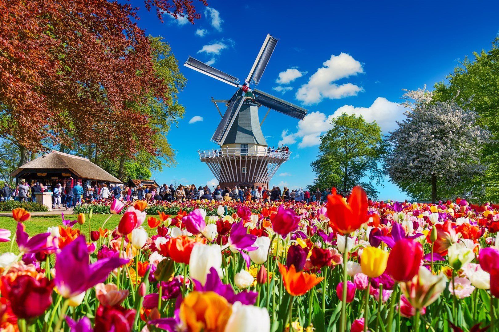 A windmill is in the middle of a field of flowers.