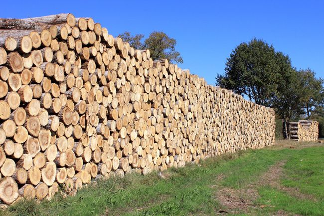 variety of firewood near me