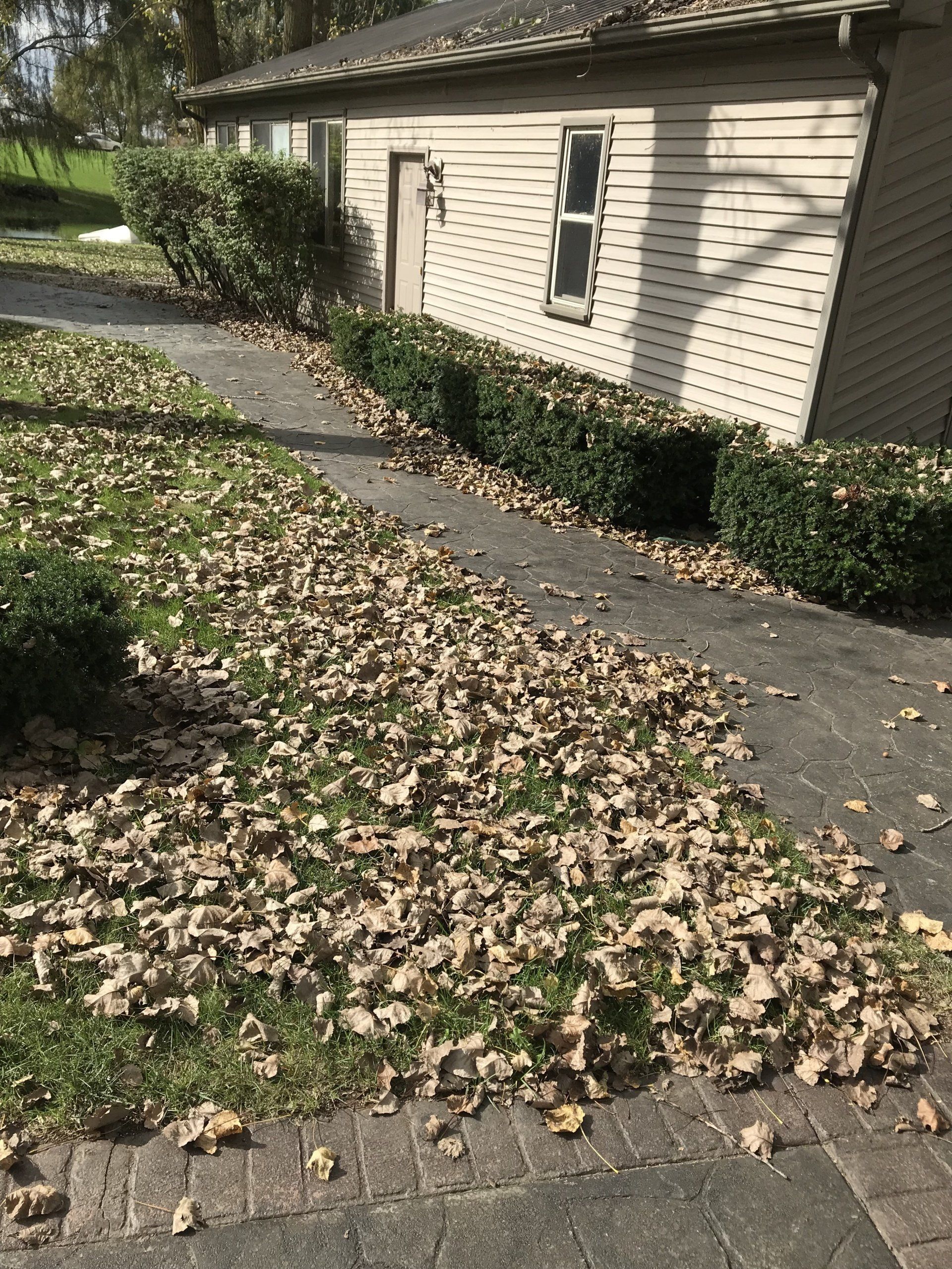 leaves scattered on the lawn and walkway