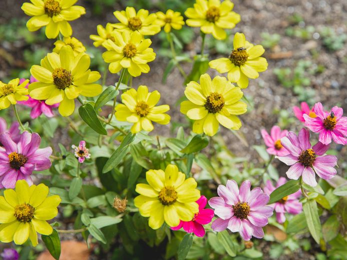 A bunch of yellow and pink flowers are growing in a garden.