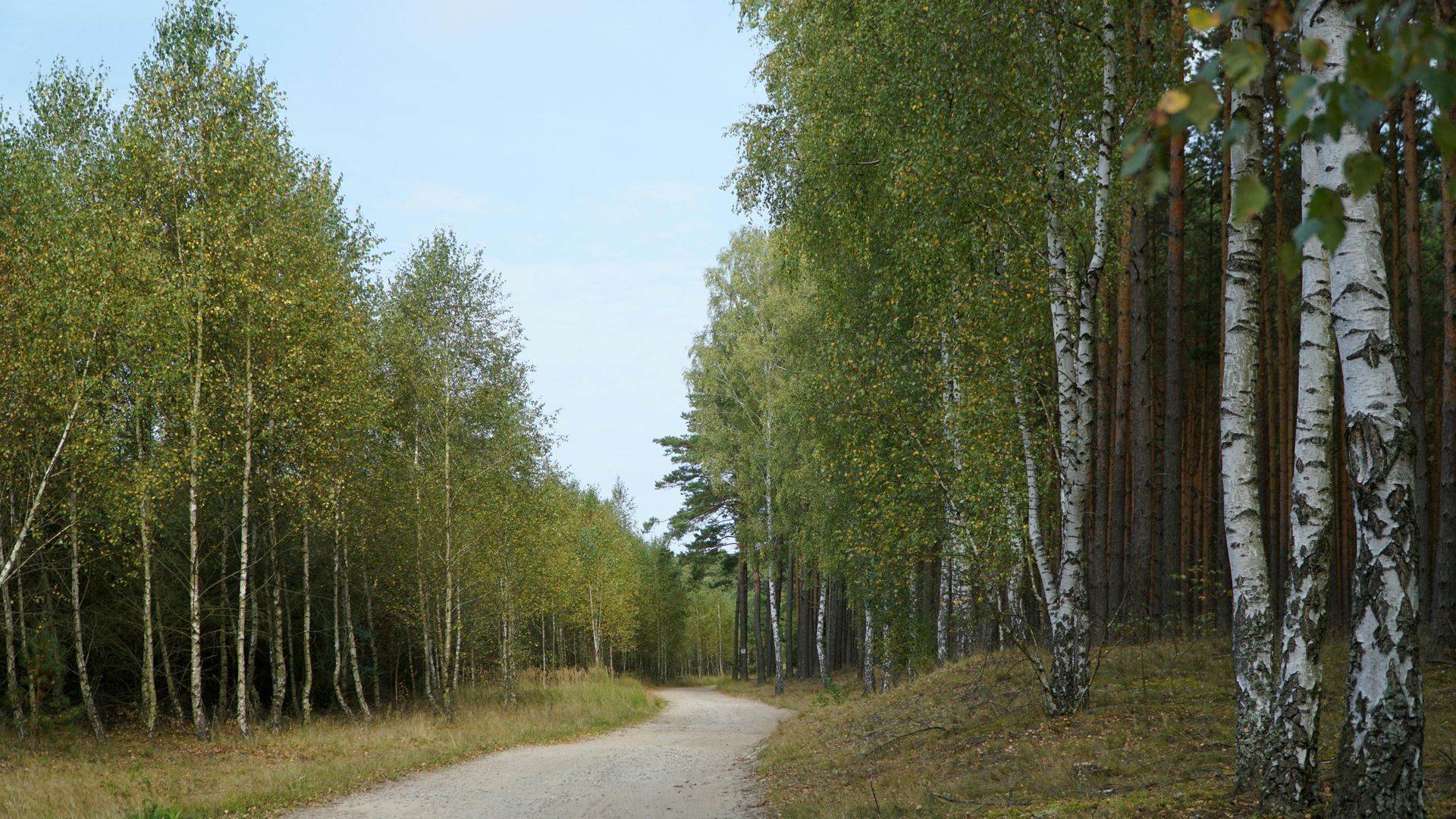 A dirt road going through a forest of birch trees.