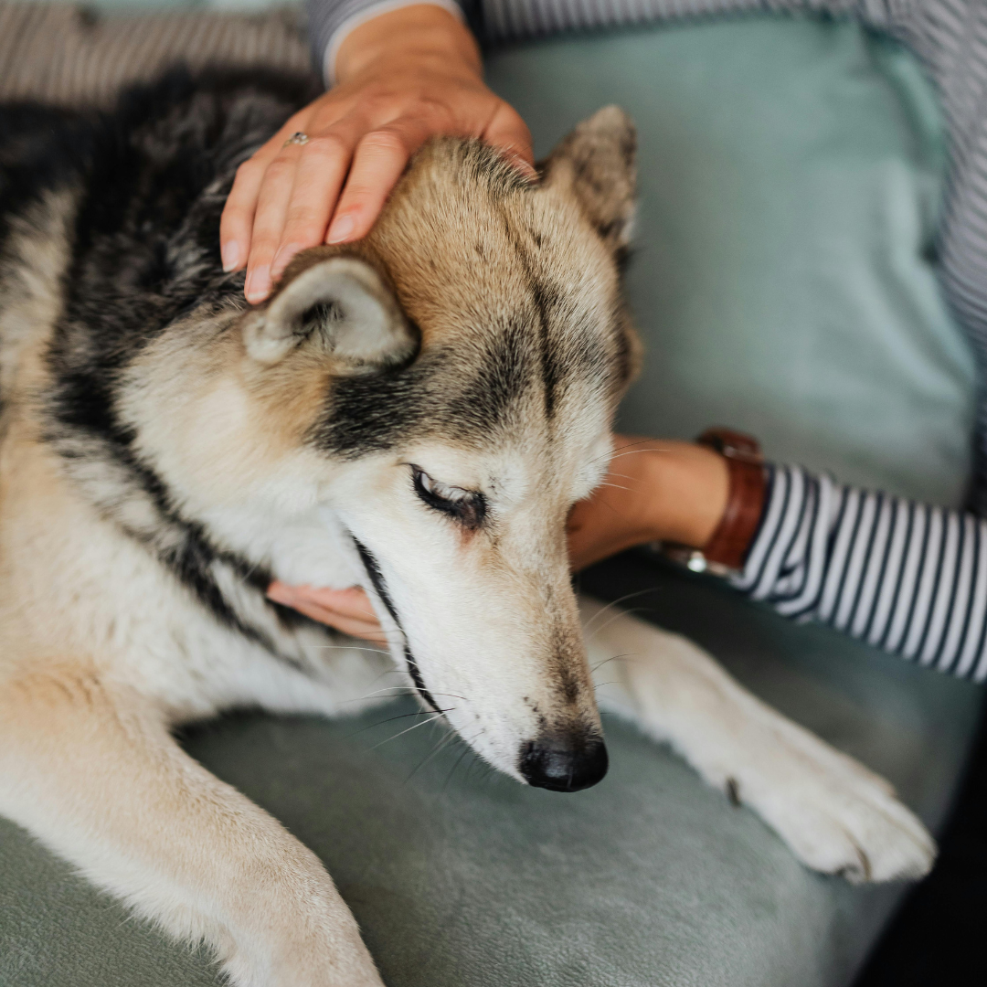 Owner comforting their pet during a veterinary emergency.