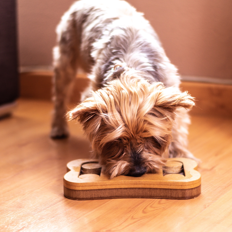 Dog playing with a puzzle feeder at home while owner is at work.