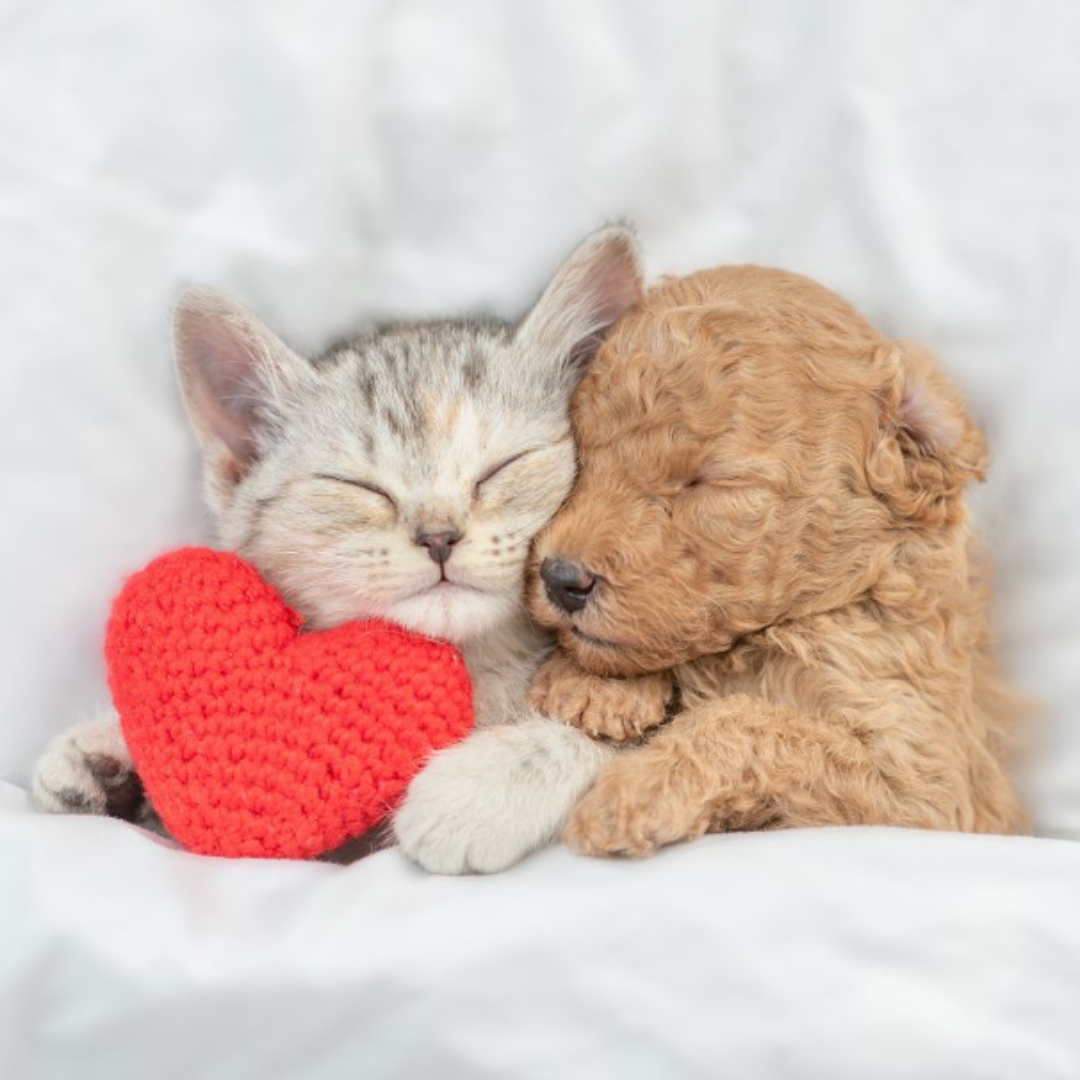 Dog and cat snuggled up sleeping with red crochet heart