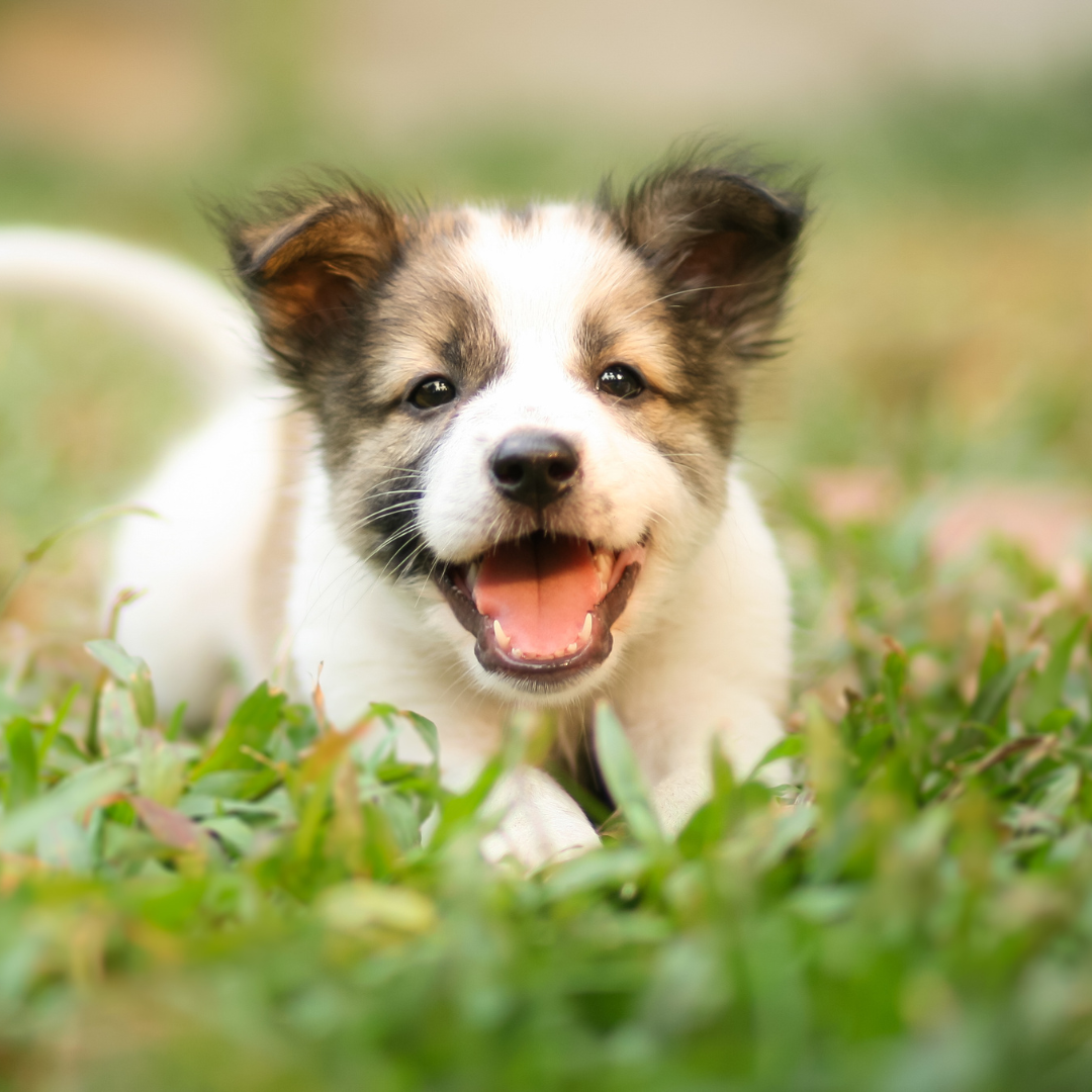 A puppy is sitting in the grass with its mouth open