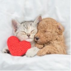 Dog and cat snuggled up sleeping with red crochet heart