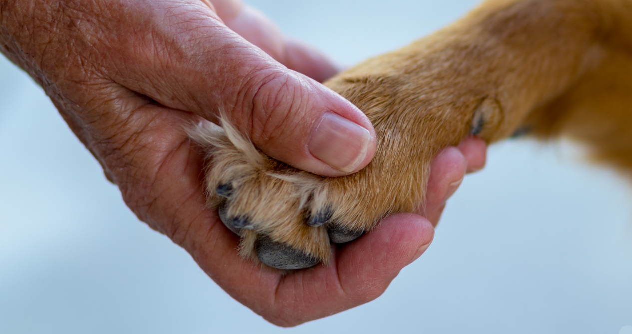 Dog and owner shaking hands and celebrating World Animal Day