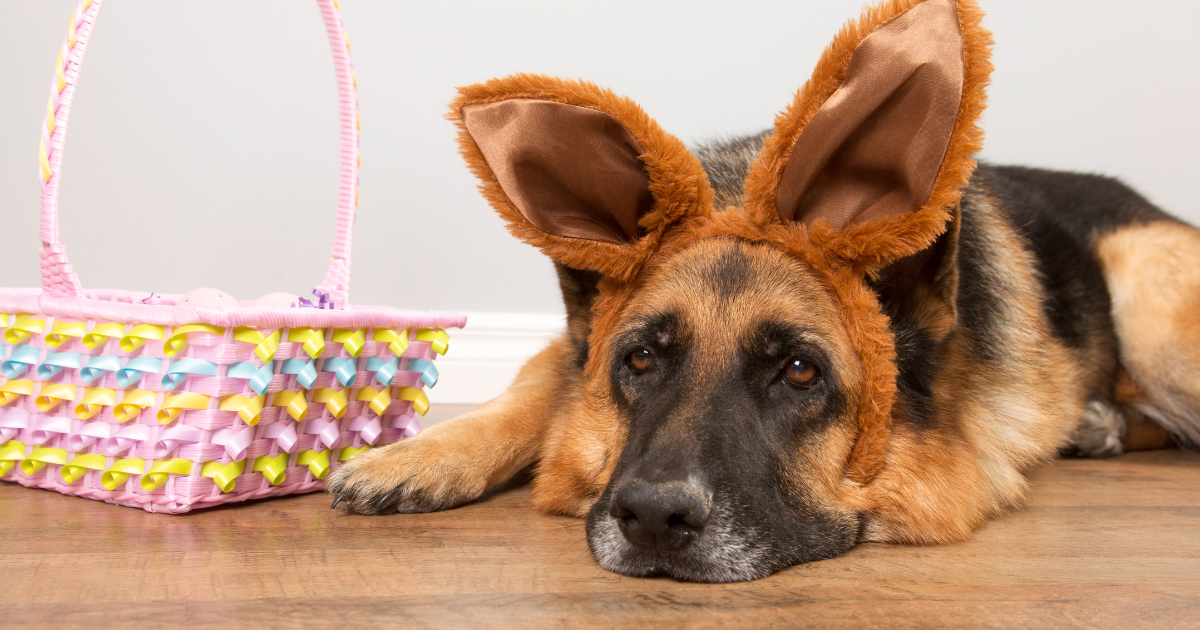 Photo inspiration: Fresh Look at Chocolate And Pets A Dangerous Combination