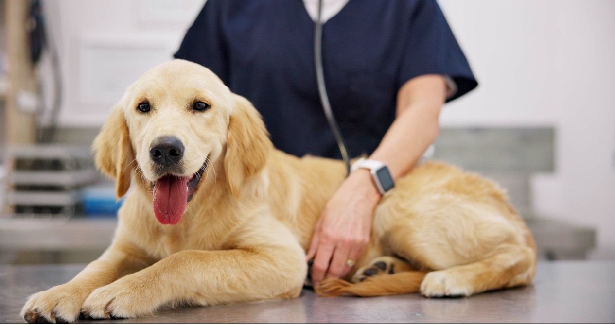 Vet using gentle handling to reduce pet anxiety at Yass Valley Vet