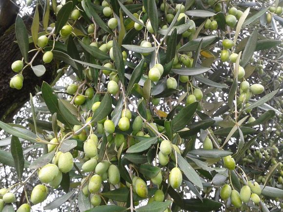 olive sui rami dell'albero di ulivo
