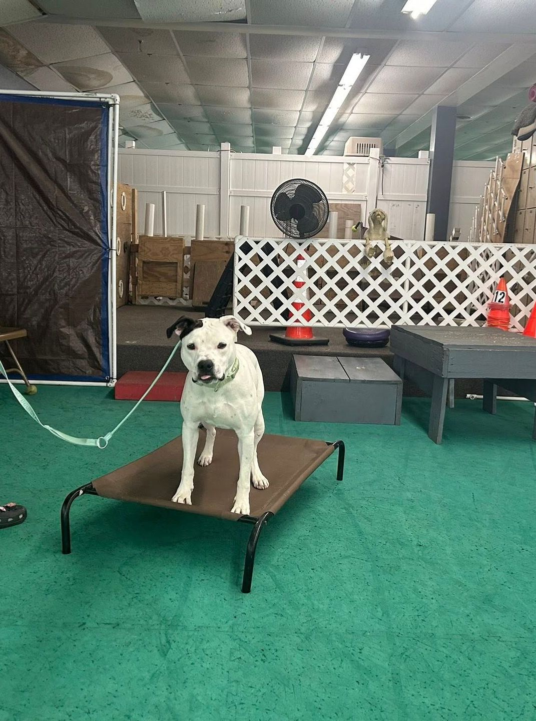 White dog with black spots stands on a brown cot, looking at the camera with a leash attached. Setting is a green-floored indoor space with white fencing.