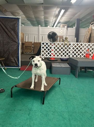 White and black dog stands on a brown elevated bed, looking towards the camera, in a room with a green floor.