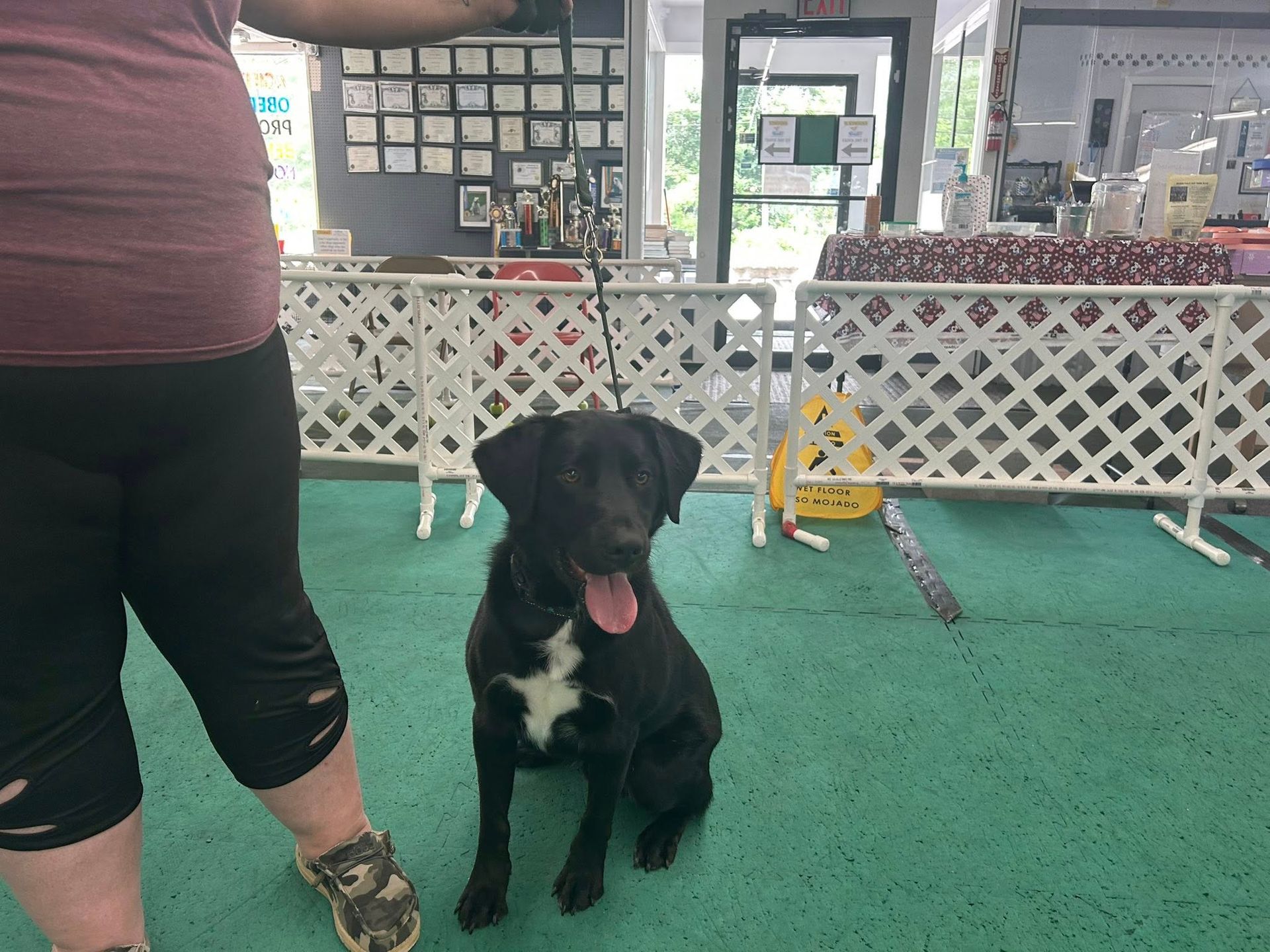 A black dog with a white chest sits on a green floor next to a person. The dog has its tongue out. It's indoors with fencing around.