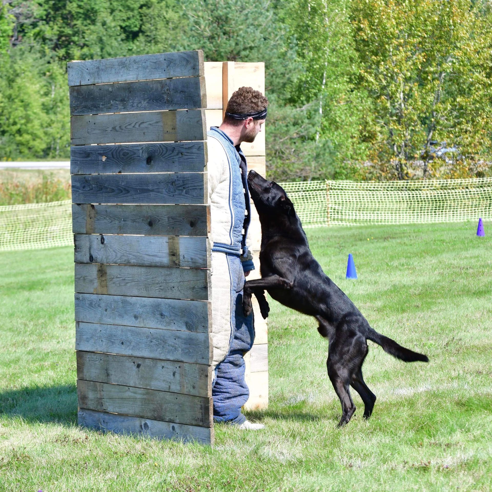 A black dog jumps up to bite a man's arm, who is standing behind a wooden wall, in a grassy field.