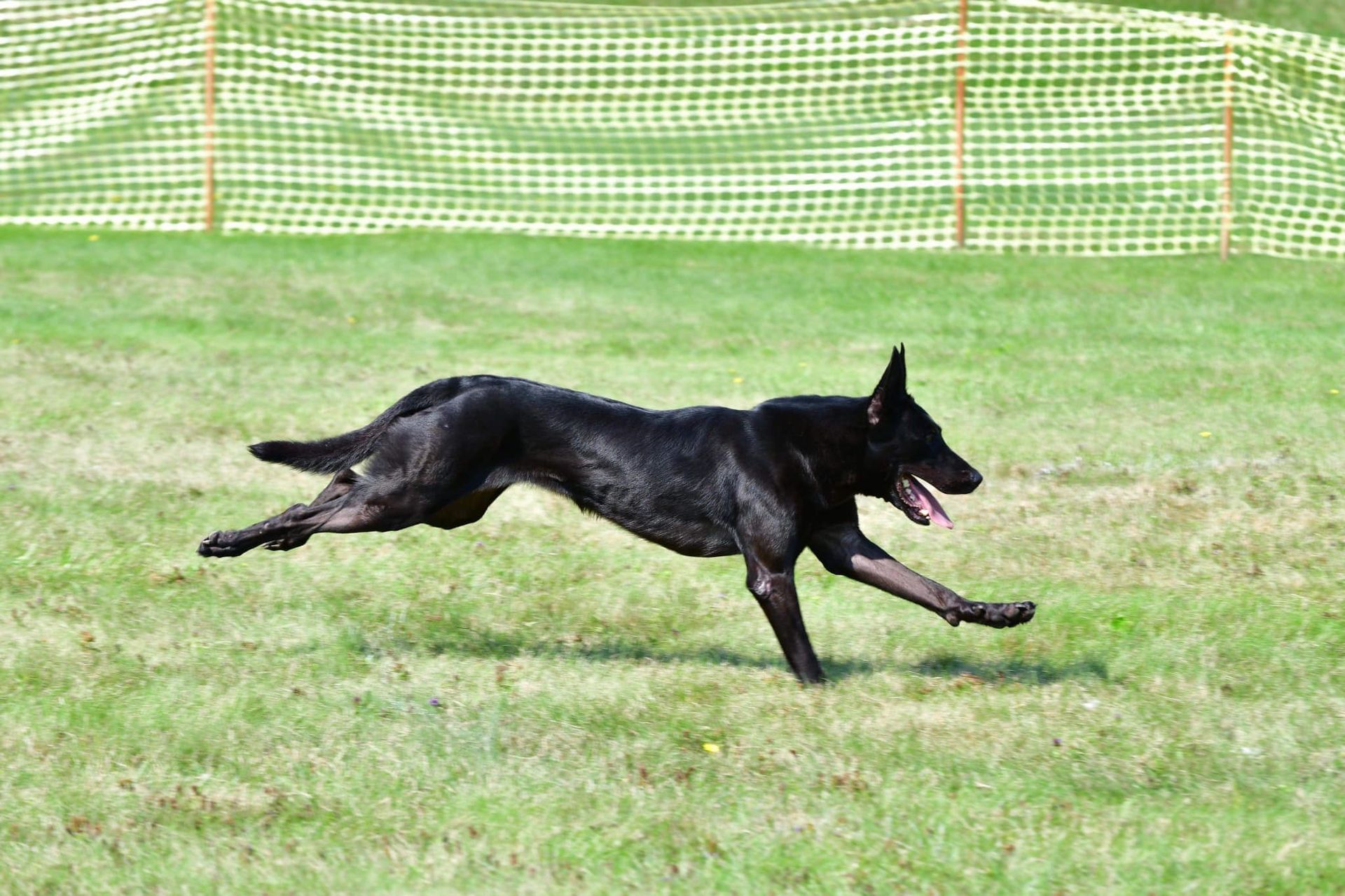 Black dog running on a green grassy field, tongue out, with a green and white fence in the background.